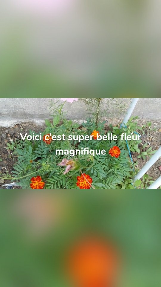 Voici c'est super belle fleur magnifique