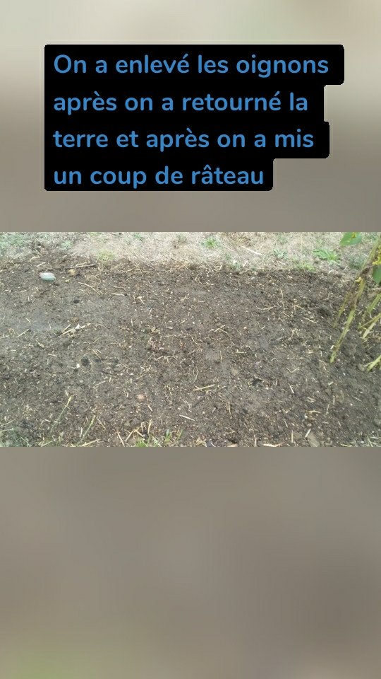 On a enlevé les oignons après on a retourné la terre et après on a mis un coup de râteau